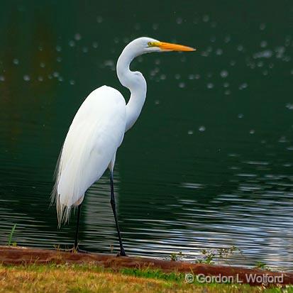 Great Egret_25344.jpg - Photographed near Breaux Bridge, Louisiana, USA.